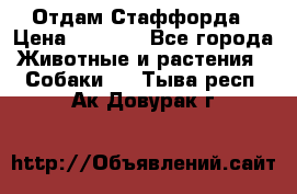 Отдам Стаффорда › Цена ­ 2 000 - Все города Животные и растения » Собаки   . Тыва респ.,Ак-Довурак г.